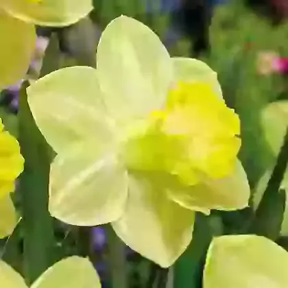 Pistachio